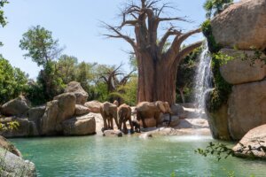 Día mundial del elefante en Bioparc Valencia
